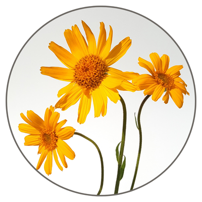 Arnica Montana
