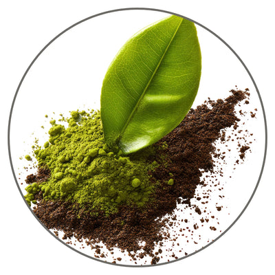 Green Tea (Camellia Sinensis Leaf Extract)