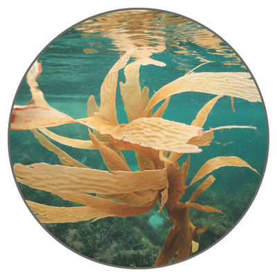 Kelp Extract