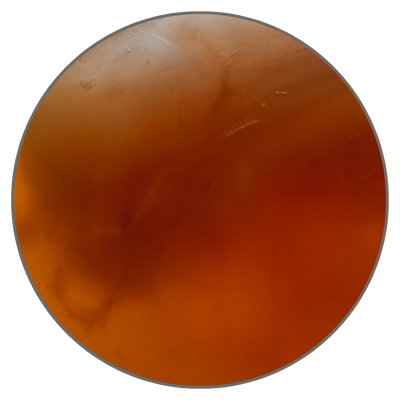 Kombucha Ferment