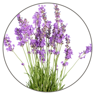 Lavendar Extract