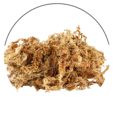Red Algae / Sea Moss