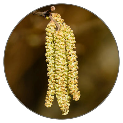 Witch Hazel